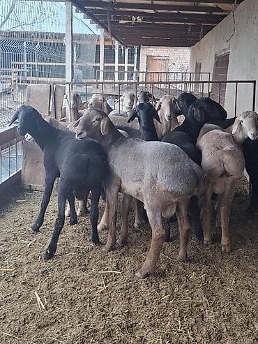 С/х животные и товары: Продаю | Овца (самка) | На забой — 7