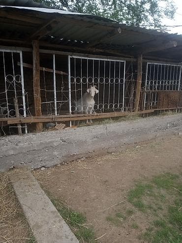 сколько стоят немецкие овчарки щенки: Продаю | Коза (самка) | Полукровка | Для разведения — 4