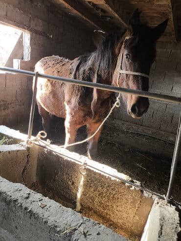 шпица купить: Продаю | Кобыла (самка) | Рабочий — 2