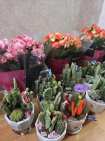 Комнатные розы: Композиция из суккулентов в многоярусном кашпо - Состав: несколько — 10