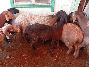 собака акита ину купить: Продаю | Овца (самка), Ягненок, Баран (самец) | Меринос | На забой | Осеменитель, Матка — 5
