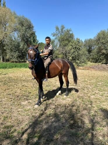 купить рабочую охотничью собаку: Продаю | Кобыла (самка) | Конный спорт, Для разведения — 2