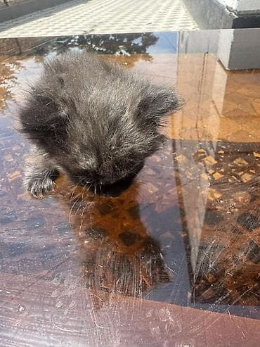 black cat: Котята домашние, пушистые, разного окраса: - светло-кремовые с — 2