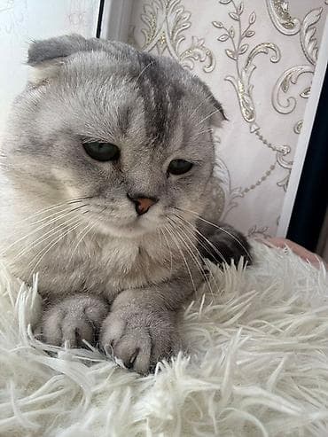 вязка коты: Вязка: Скотиш Фолд (Шотландская вислоухая), Мальчик, 1 год, С документами, С прививками, Серебристая шиншилла — 2
