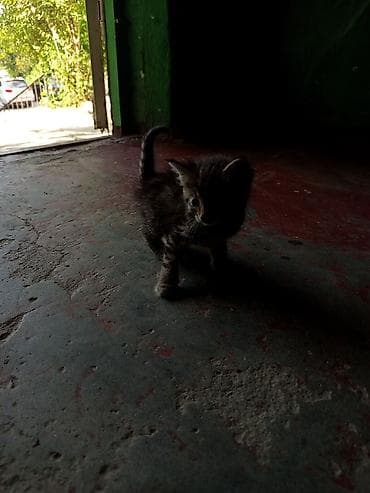приют котят: Кошка даром: Беспородная, 1 месяц, Девочка — 6