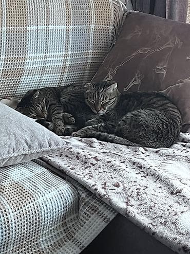 шатландские кошки: Скотиш Фолд (Шотландская вислоухая), более 5 лет, Мальчик, Кастрирована, Приучена к лотку, Проглистована — 1