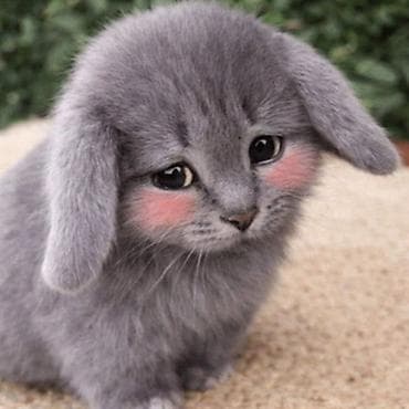 Котокролик, игривый активный