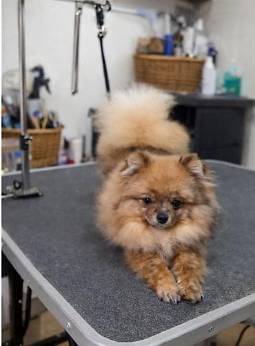 Шпиц, 8 месяцев, Самка, С прививкой, С родословной