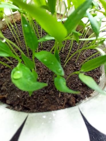 Калемпир: Рассада сладкого перца (европейский сорт). Здесь больше 50 штук. Всего — 4