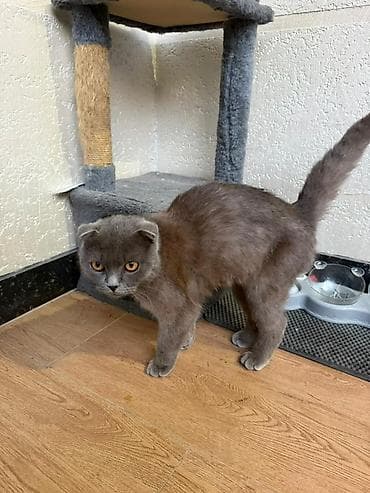 купить мальков осетра: Шотландская вислоухая кошка (Scottish Fold), окрас: сплошной голубой — 5