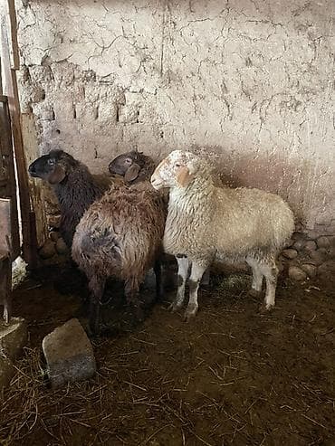 митиз койлор: Сатам | Кочкор (эркек) | Көбөйтүү үчүн — 3