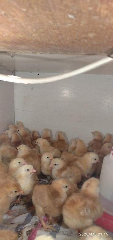 арслан кой: Продаю | Цыплята | Для разведения — 3