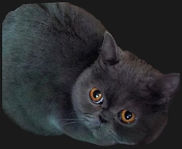 вислоухий сиамский кот: Кошка даром: Скотиш Страйт (Шотландская прямоухая), Девочка, Приучена к лотку, Проглистована — 1