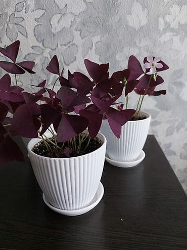 Оксалис треугольный (Oxalis triangularis), фиолетовый. - at lalafo.kg Оксалис треугольный (Oxalis triangularis), фиолетовый. -