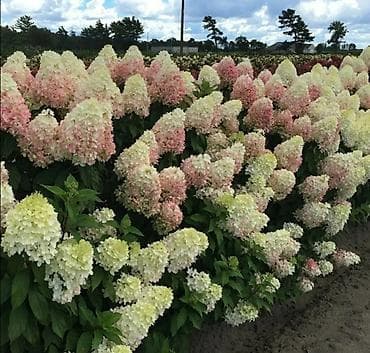 корейский апаловка: Многолетние садовые растения — саженцы и делёнки В связи с отъездом — 9