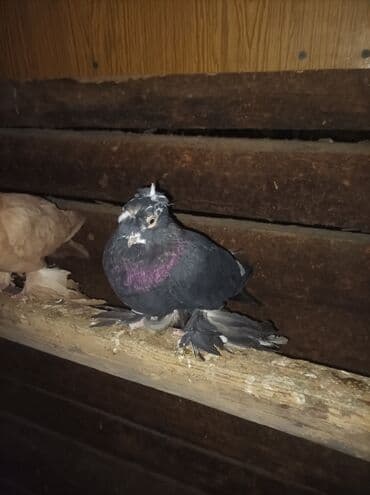 сх животные и товары: Продаю голубей все вольные есть и закрытые на продажу есть и самцы и — 9