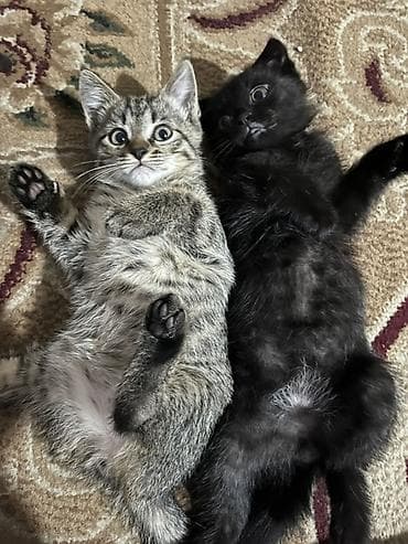 кошка малинкый: Котята-подростки, домашние. Два малыша из одного выводка: - Тигровый — 3