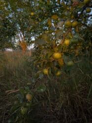 купить виво х100 про: Vivo X100 Ultra, Колдонулган, 512 ГБ, түсү - Кара, 2 SIM — 10