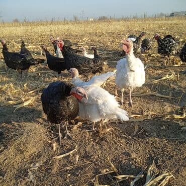 сколько стоят перепелиные яйца: Продаются индюки на мясо. Выращенные на свободе в поле. Корм составлял — 8