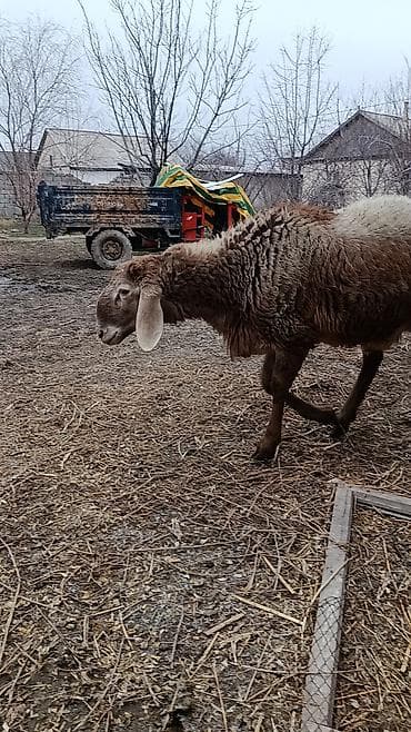 лошадь на прокат: Продаю | Баран (самец) | Для разведения | Племенные — 4