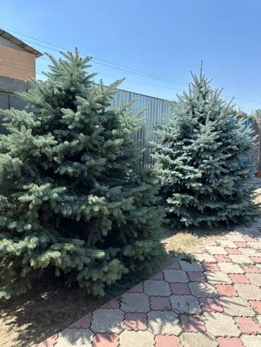 купить декоративные деревья: Саженцы деревьев: Ели, Самовывоз — 1