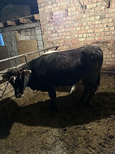 баран кара балта: Продаю | Тёлка | На откорм, На забой, Для разведения | Привязанные — 1