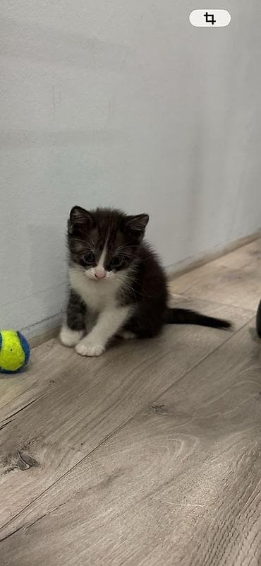 котята на продажу: Котята — домашние любимцы Описание: - Милые малыши с мягкой короткой — 5