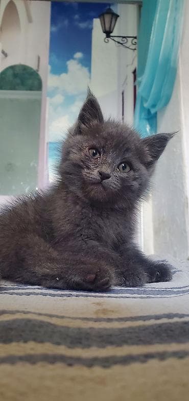 Мышыктар: Котята домашние, помёт из нескольких малышей. - Возраст на фото — 3