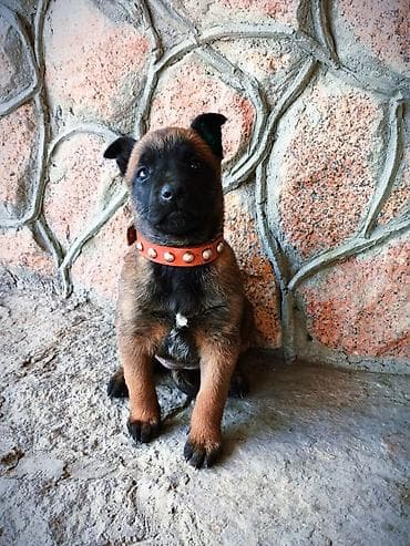 овчарка цена: Бельгийская овчарка, 2 месяца, Самка, С прививкой, С родословной — 7