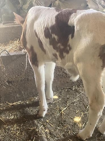 Айыл-чарба жаныбарлары: Сатам | Музоо | Бордоп семиртүү үчүн | Байланган — 3