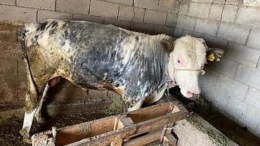 Продаю | Бык (самец) | Бельгийская | На откорм | Привязанные at lalafo.kg Продаю | Бык (самец) | Бельгийская | На откорм | Привязанные