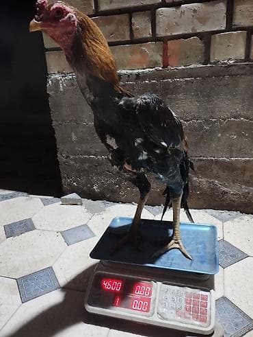 куры сибрайт: Продаю | Петух | Бойцовая | Для боев — 2