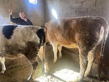 Птицы: Продаю | Тёлка | Симментальская | На откорм, На забой, Для разведения | Племенные — 2