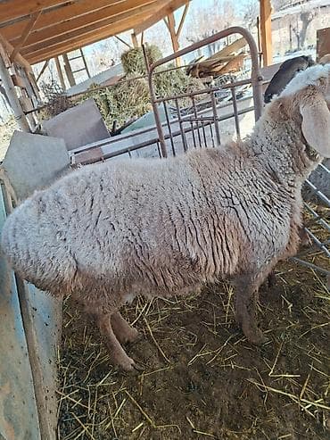 А/ч жаныбарлары үчүн тоюттар: Сатам | Кочкор (эркек) | Көбөйтүү үчүн — 1