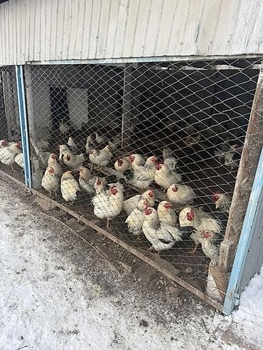 Животные: Продаю | Куры | Суссекс | Для разведения — 3