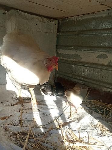 Үй жаныбарлары: Сатам | Тооктор, Балапандар — 2