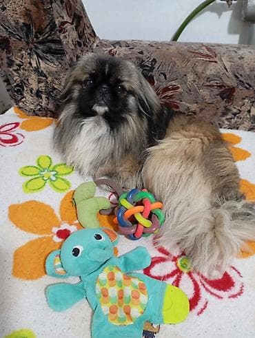 Пекинес мальчик привит есть паспорт— домашний компаньон Порода