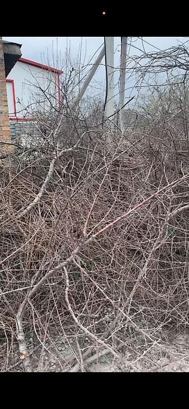 Отдам даром: Ветки и сучья после обрезки деревьев/кустарников. - Породы смешанные — 1