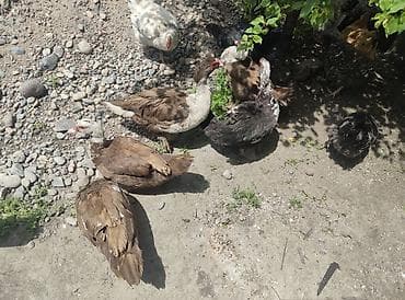 утки муларды: Продаётся семейство молодых индоуток 🦆 6 самок + 1 селезень. Птица — 3