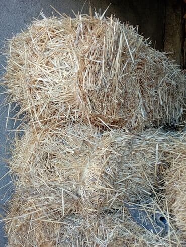 Рыбы: Тюкованная солома - Солома в прямоугольных тюках, плотная увязка. - — 1