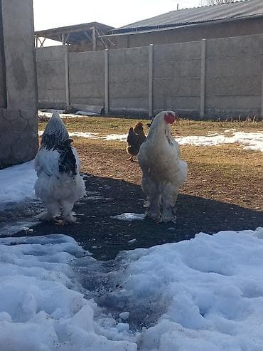 Продаётся петушки брама 1500сом