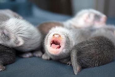 Хорьки: В продаже очаровательные хорьки Мальчики и девочки Привиты — 7