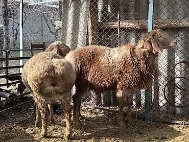 german shepherd: Продаю | Баран (самец) | Для разведения — 3