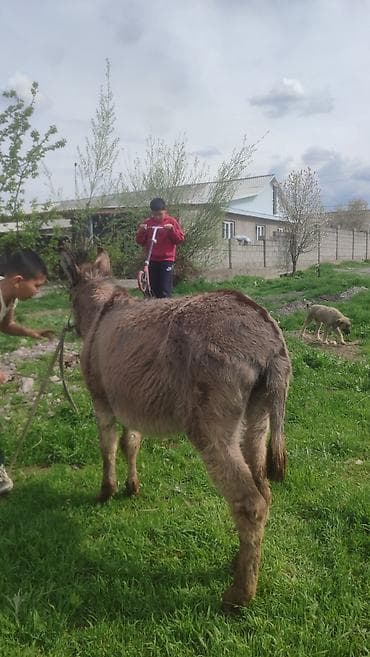 баран дулан: Осёл рабочий/ездовой - Вид: домашний осёл, масть серая, густая — 3