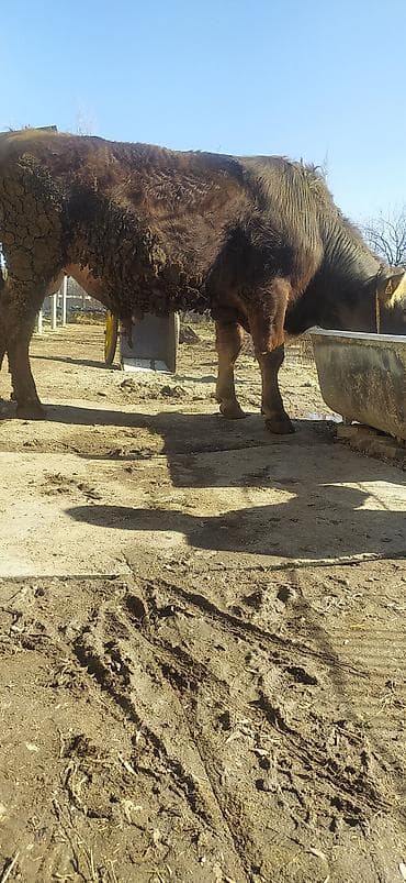 Аквариумы: Продаю | Бык (самец) | На откорм | Племенные — 3