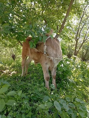 мексиканская голая собака: Продаю | Музоо, торпок | Джерсейская | Для разведения — 5