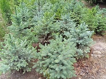 бортики в кроватки с: Ель колючая (Picea pungens) «голубая» - Сортовая голубая хвоя — 4