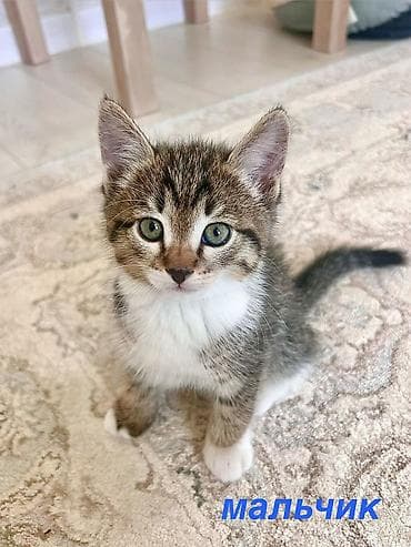 купить кошку в бишкеке: Домашние котята, 1,5 месяца, ищут любящие семьи. Лоток освоен, едят — 7