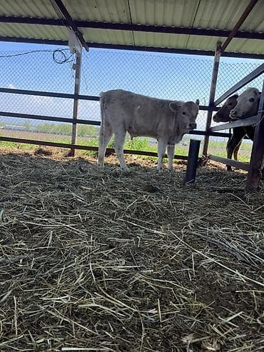 Продаю | Бык (самец) | Ангус, Герефорд, Швицкая | На откорм, Для разведения at lalafo.kg Продаю | Бык (самец) | Ангус, Герефорд, Швицкая | На откорм, Для разведения