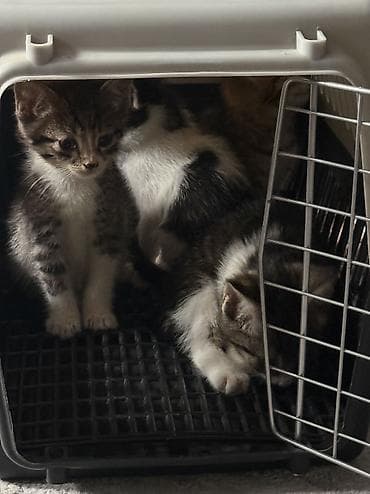 кошка котёнок: Котята в добрые руки — 9